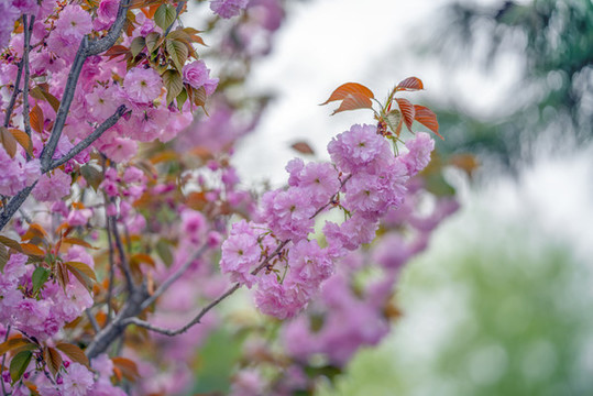 櫻花