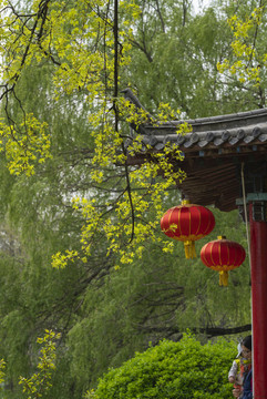 五角楓綠葉樹枝亭子紅燈籠背景