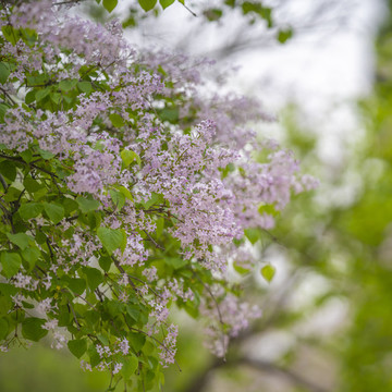 丁香花