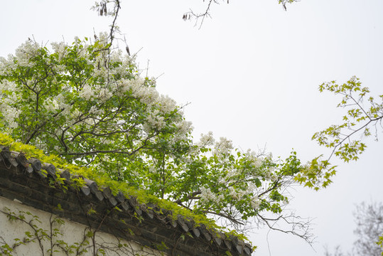 丁香花