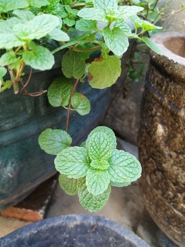香花菜