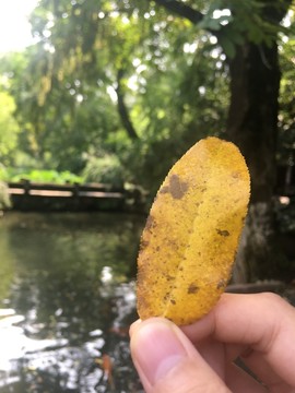 枯葉