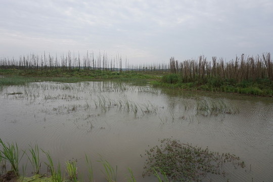 濕地公園