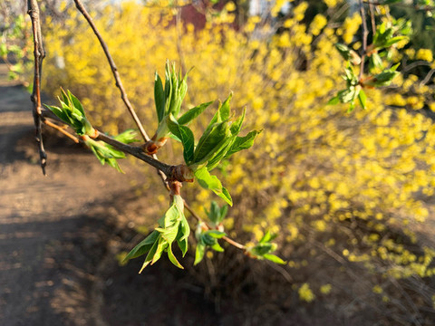 樹(shù)芽