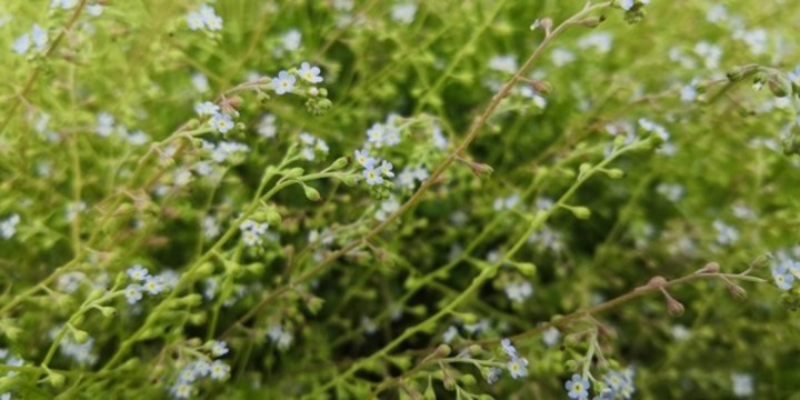 附地菜