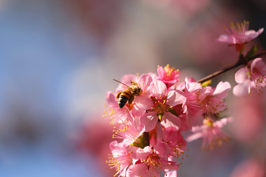 蜜蜂懸停