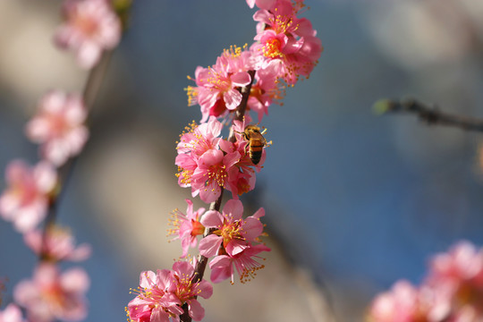 采蜜的蜜蜂