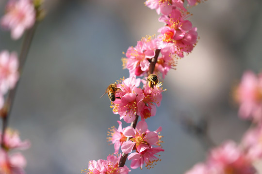 采蜜的蜜蜂