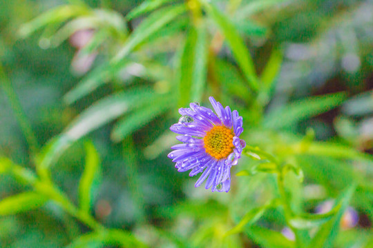紫菀花和露珠