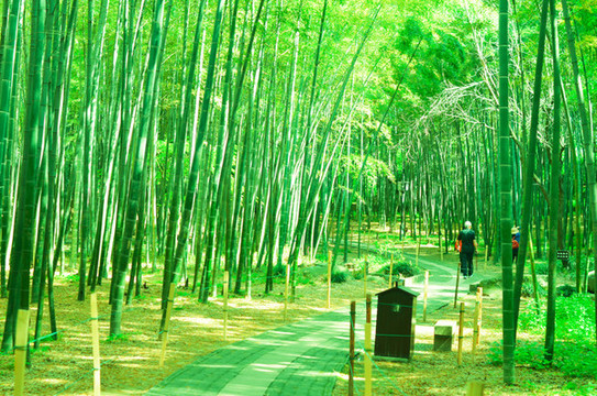 竹林小路