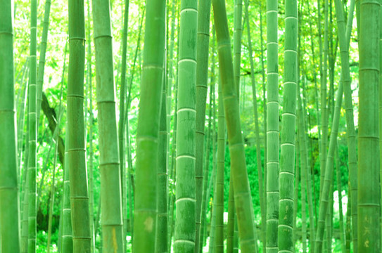 綠竹林