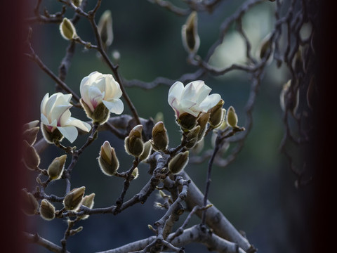 玉蘭花
