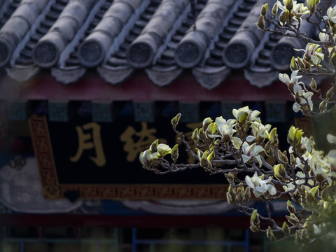 玉蘭花