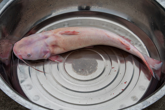 長(zhǎng)江鮰魚(yú)