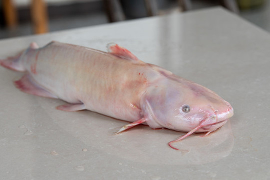 長江鮰魚
