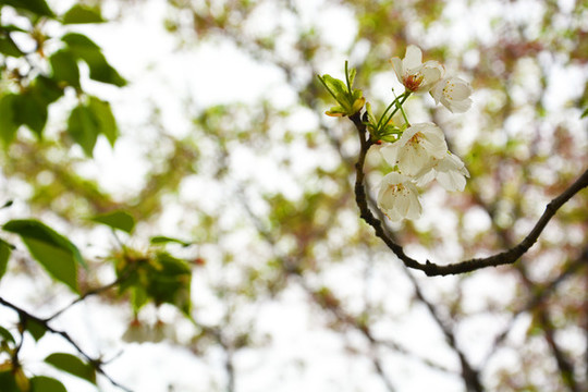 櫻花