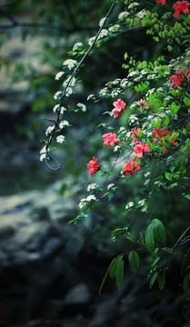 山花爛漫