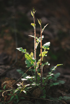 路邊野花