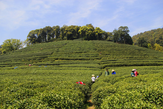 龍井采茶基地