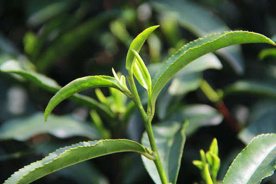 春茶嫩芽特寫(xiě)