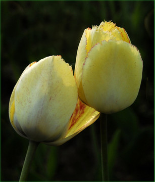 郁金香花圖