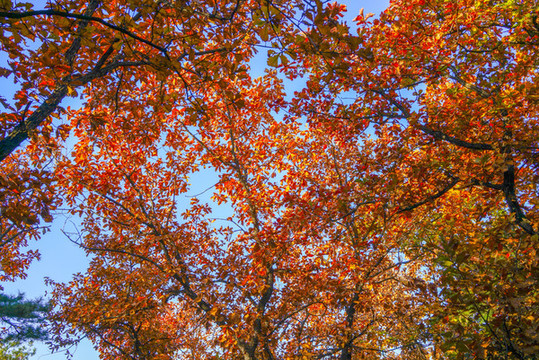 香山紅葉高清大圖