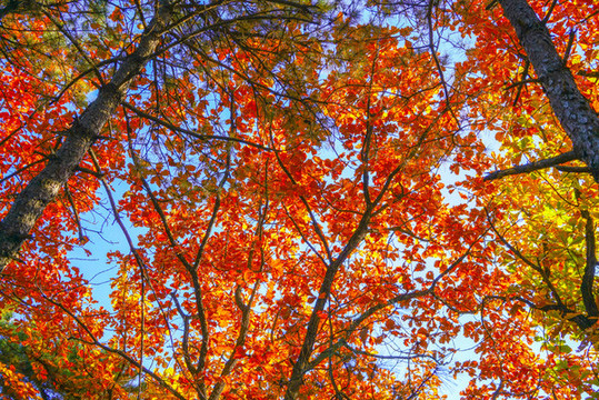 香山紅葉高清大圖