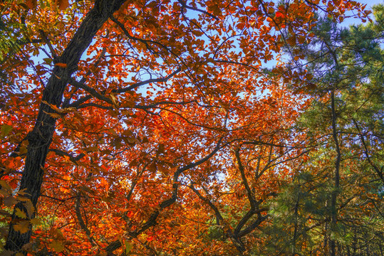 香山紅葉高清大圖