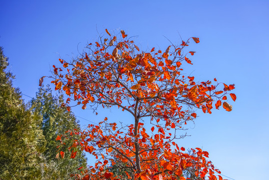 香山紅葉高清大圖