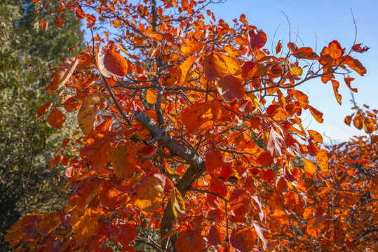 香山紅葉高清大圖