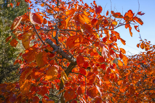 香山紅葉高清大圖