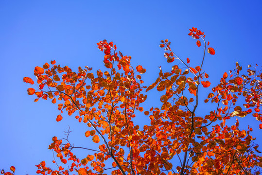 香山紅葉高清大圖