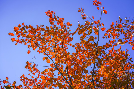 香山紅葉高清大圖