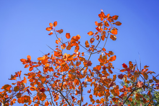香山紅葉高清大圖