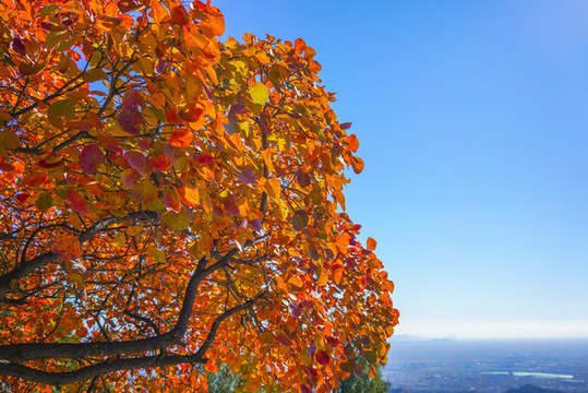 香山紅葉高清大圖