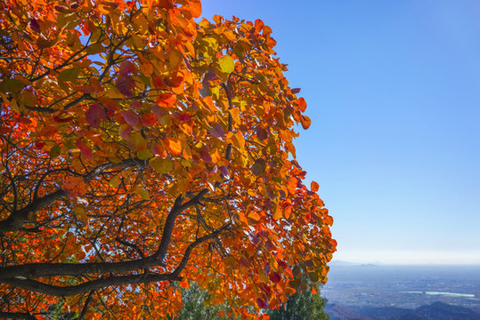 香山紅葉高清大圖