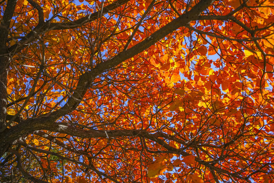 香山紅葉高清大圖