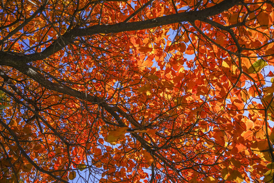 香山紅葉高清大圖