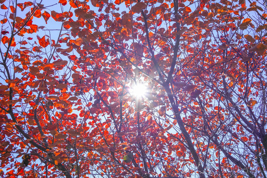 香山紅葉高清大圖
