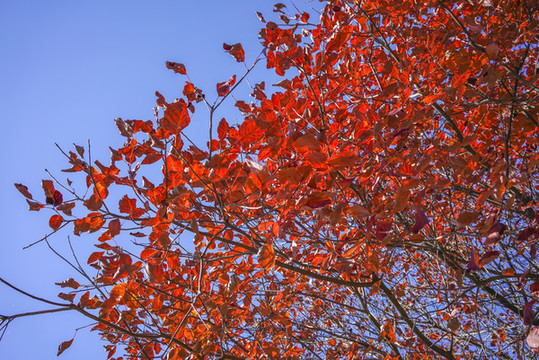香山紅葉高清大圖