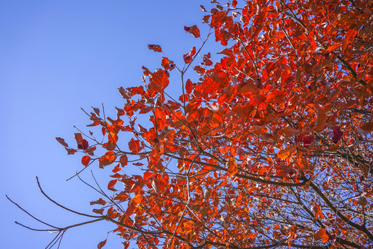 香山紅葉高清大圖