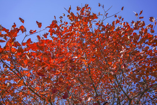 香山紅葉高清大圖