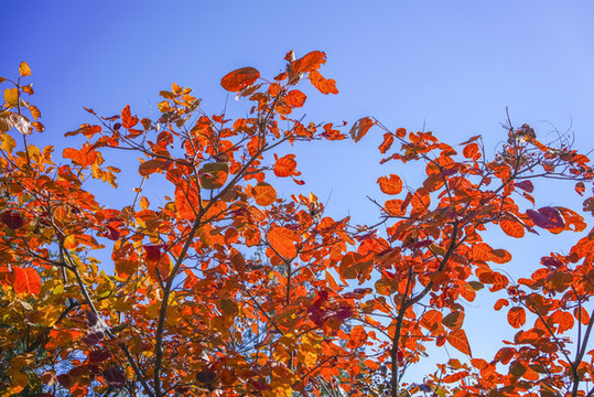 香山紅葉高清大圖