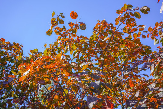 香山紅葉高清大圖