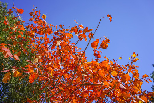 香山紅葉高清大圖