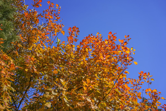 香山紅葉高清大圖