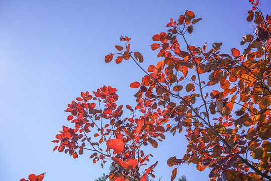 香山紅葉高清大圖