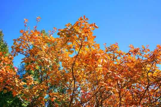 香山紅葉高清大圖