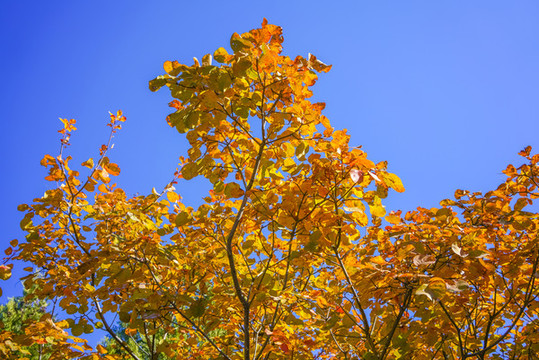 香山紅葉高清大圖