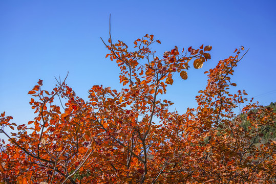 香山紅葉高清大圖